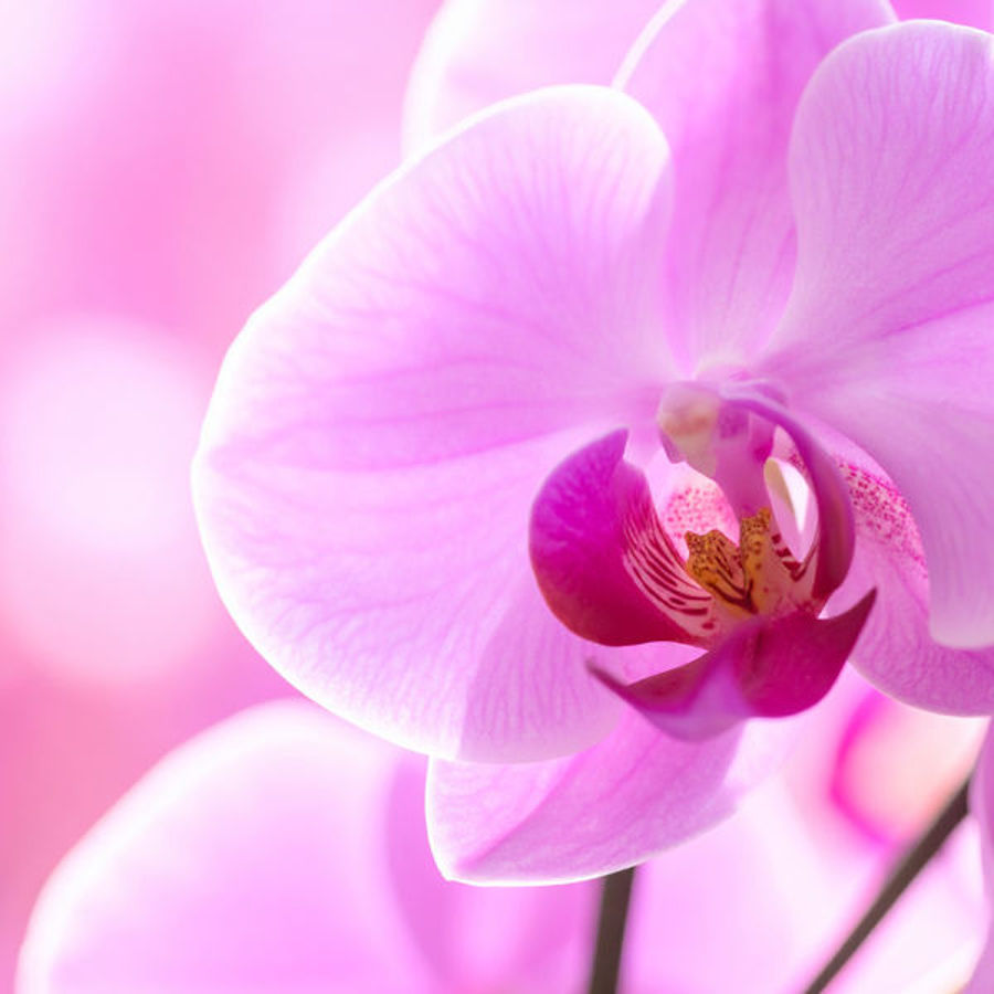 The Great Orchid Ice Debate: Myth, Method or Marketing?